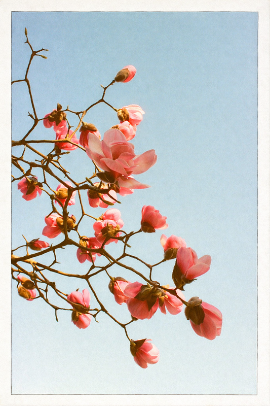 Blossoms (35mm Film Photography Print)