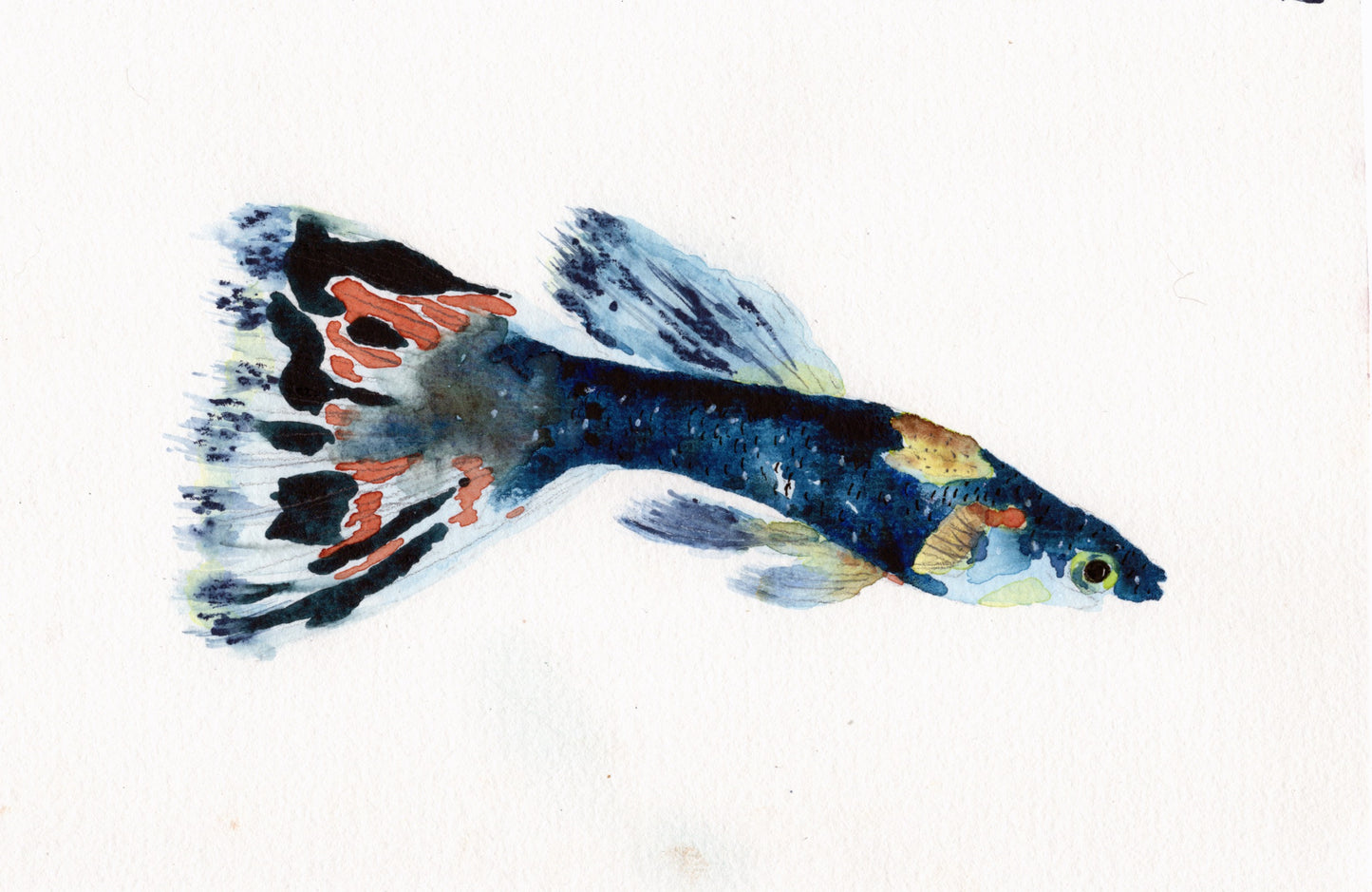Rainbow Fish