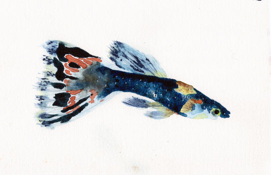 Rainbow Fish