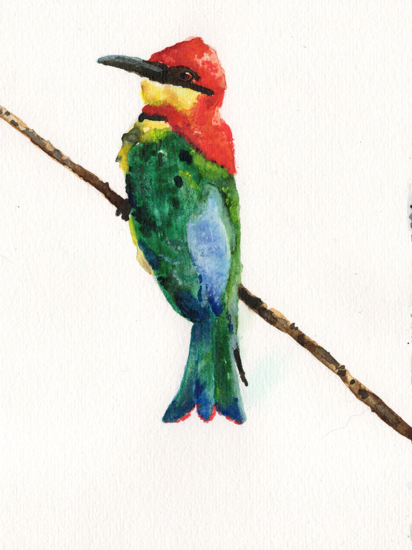 Little Bird